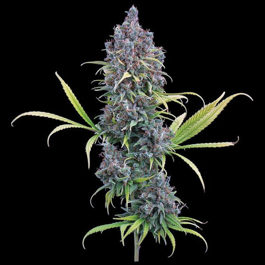 Mature cannabis plant with dense buds on a black background