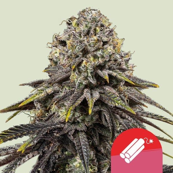 Dynamite Diesel - Royal Queen Seeds