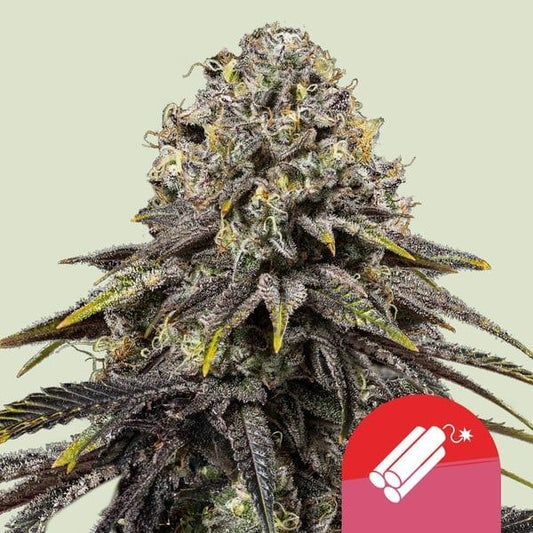 Dynamite Diesel - Royal Queen Seeds