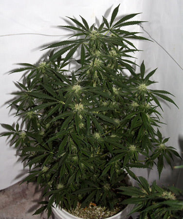 Photo of small potted pot plant stuck in the corner like a bad boy.