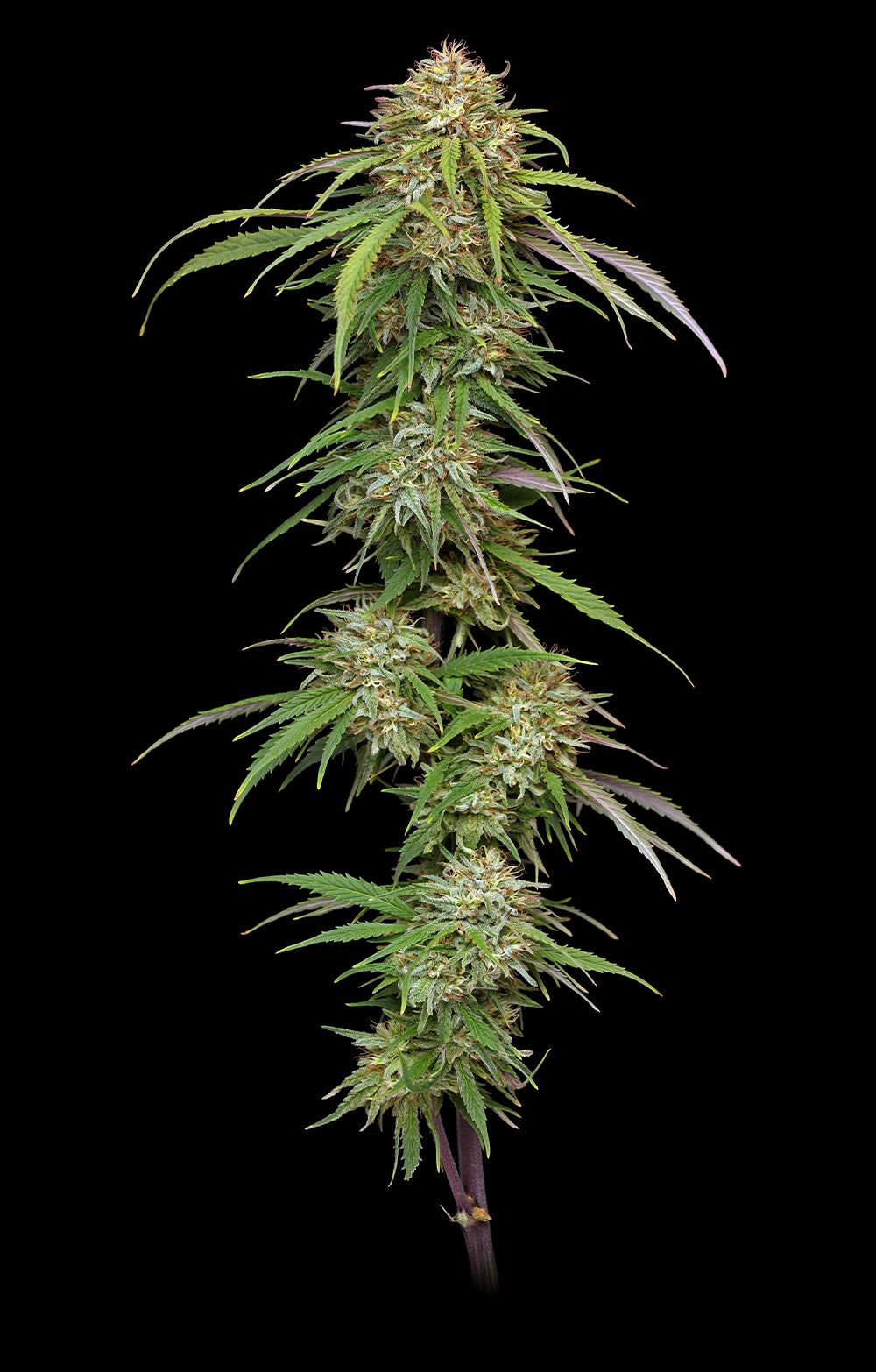 Cannabis plant with green leaves and buds on a black background