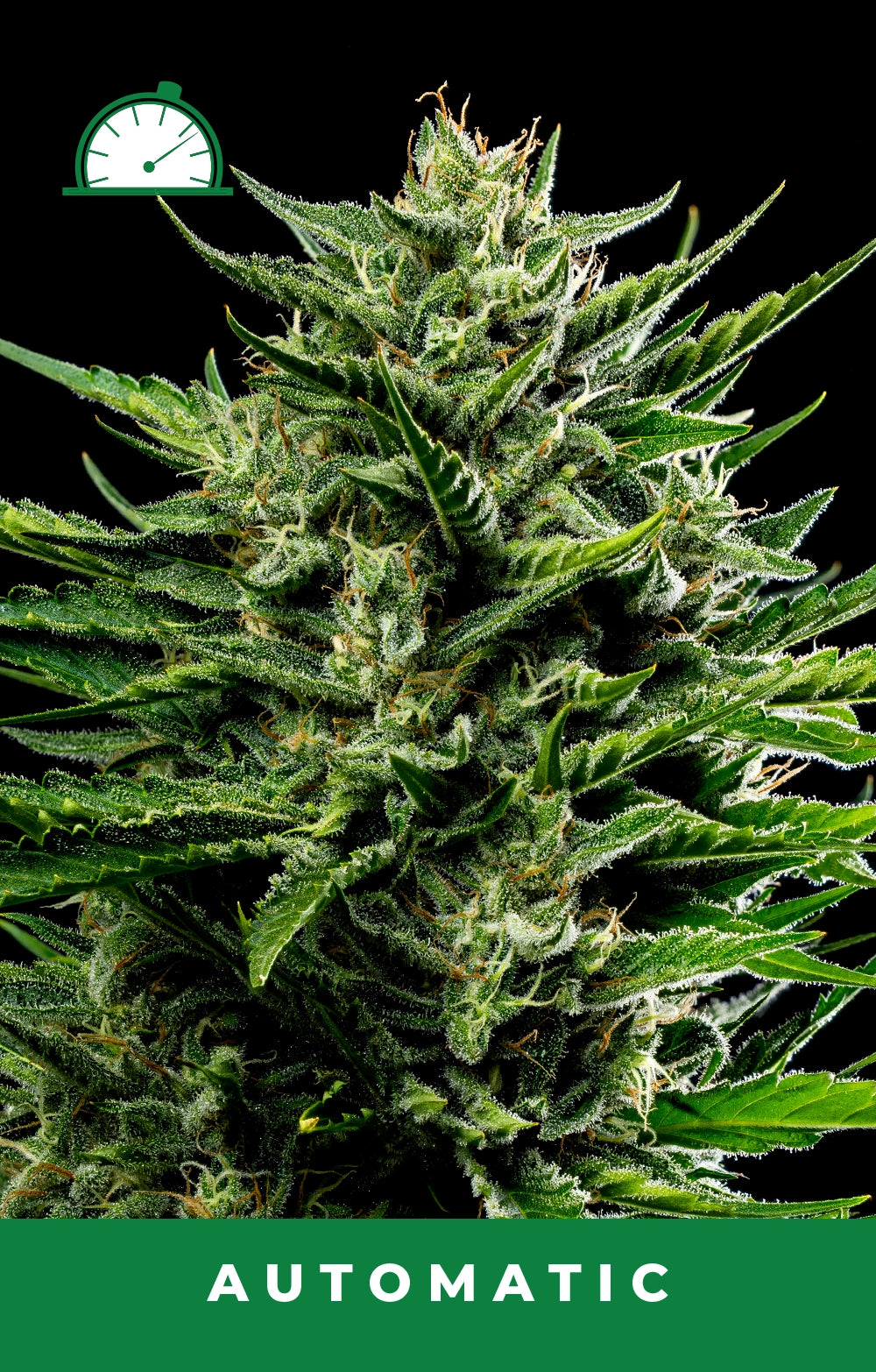 Close-up of a cannabis plant with 'Automatic' label on a black background