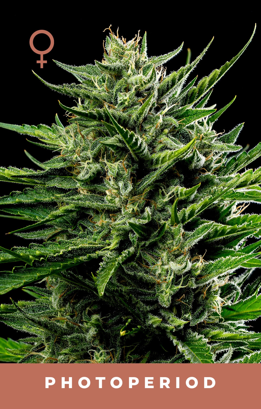 Close-up of a cannabis plant with a female symbol above it on a black background.