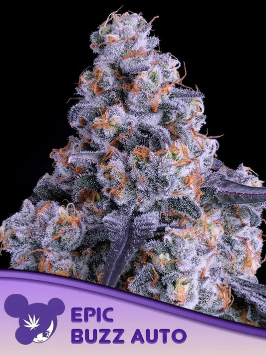 Closeup of a frosty green bud.