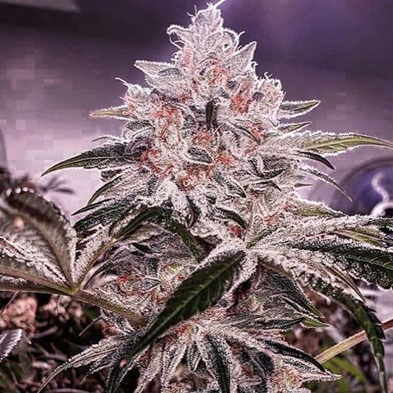 Ethos Apex R1 - Ethos Genetics