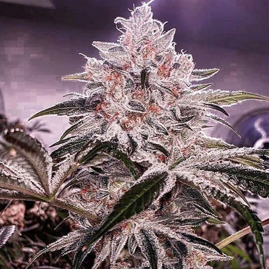 Ethos Apex R1 - Ethos Genetics