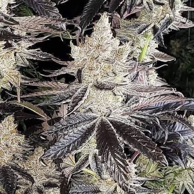 Ethos Cookies R2 - Ethos Genetics