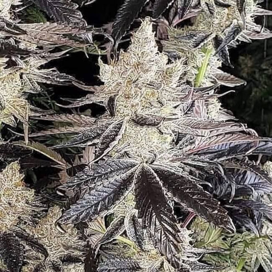 Close-up of a cannabis plant with prominent trichomes.