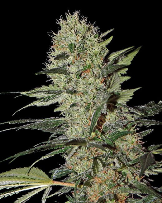 Close-up of a cannabis plant with a black background
