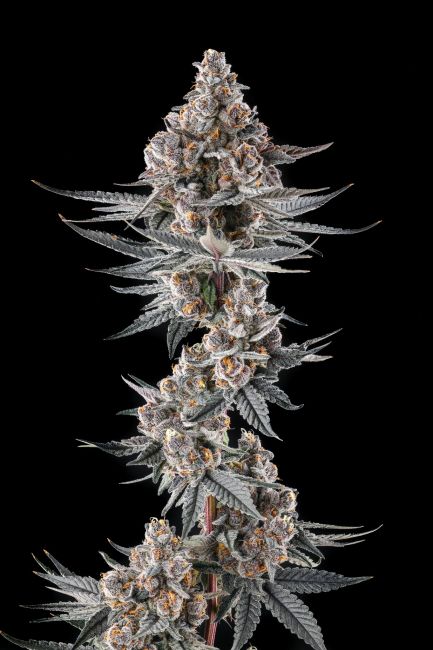 Eye Of JAH - Compound Genetics