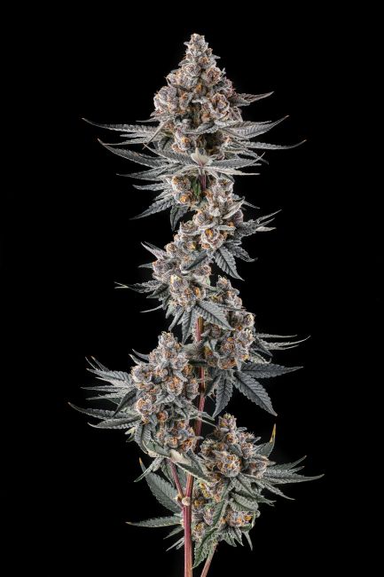 Eye Of JAH - Compound Genetics