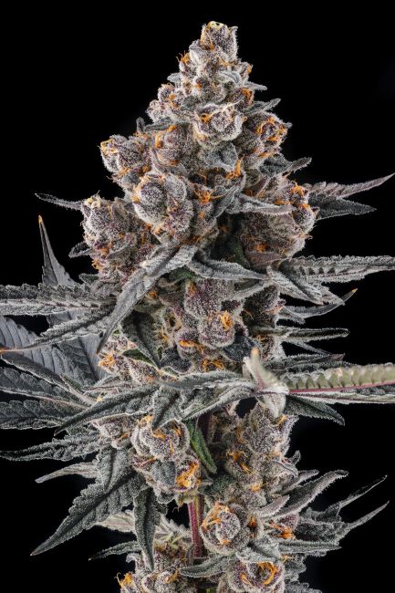 Eye Of JAH - Compound Genetics
