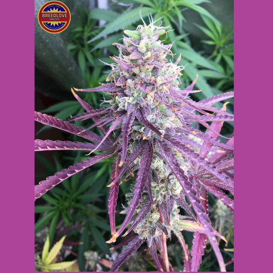 Candy Fuel - Breedlove Genetics