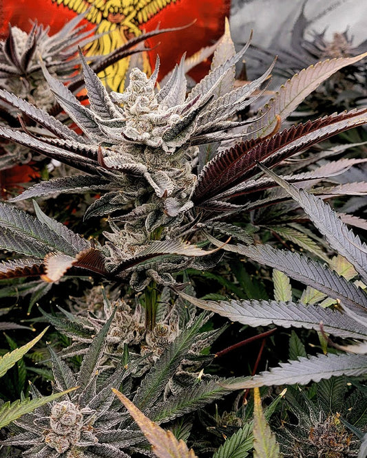 Close up of a frosty bud with purple.