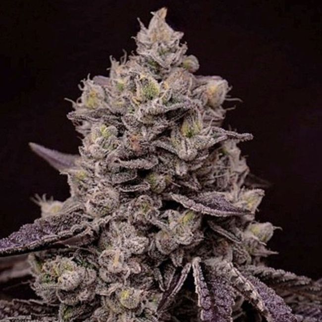 Fanta Sea RBX - Ethos Genetics