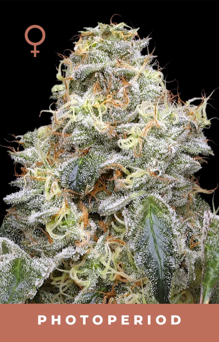 Close-up of a cannabis plant with frost on its leaves, labeled 'Photoperiod'.