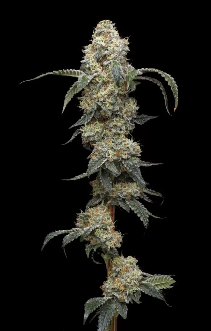 Close-up of a cannabis plant on a black background