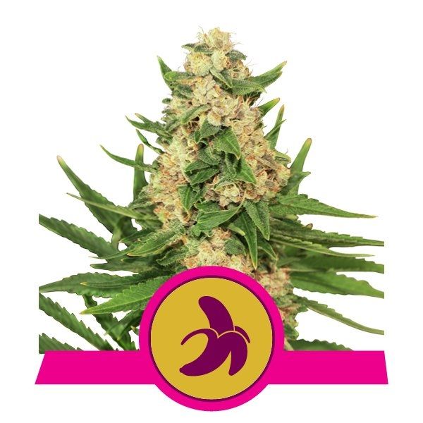 Cannabis plant with a banana logo and pink banner on a white background