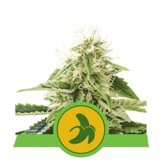 Cannabis plant with a green and yellow logo featuring bananas on a white background