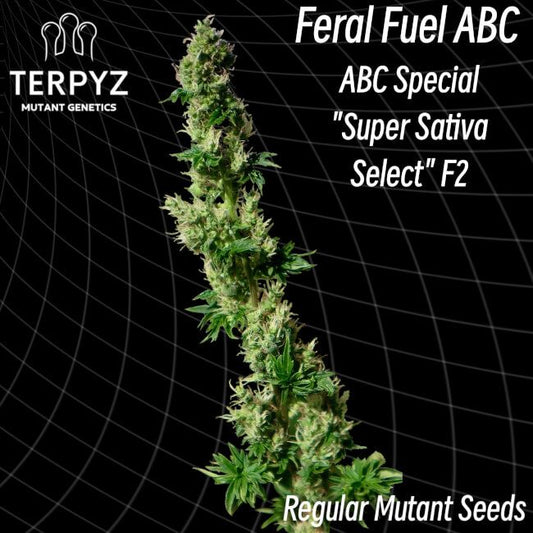 Mature cannabis plant with branding and text for Feral Fuel ABC and TERPYZ Mutant Genetics on a black background.