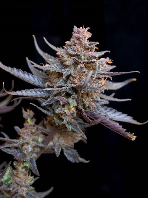 A close-up of a cannabis flower bud with surrounding leaves against a solid black background.