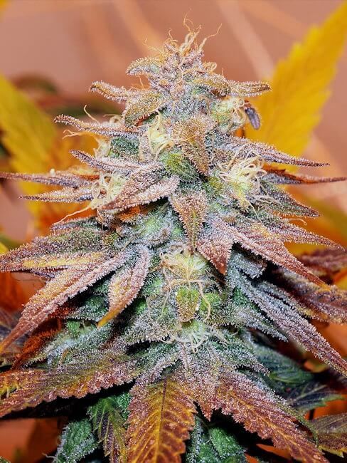 A close-up of a cannabis flower bud covered in frosty trichomes, showing green, purple, and orange-brown tones against a blurred warm background with yellow leaves.