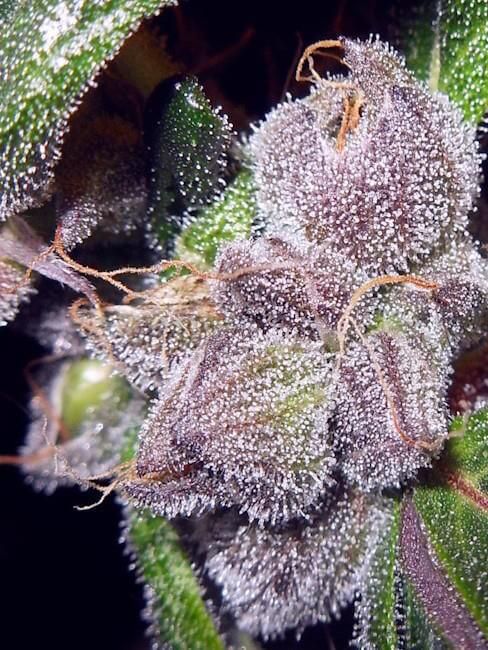 Close-up of a cannabis bud covered in fine white trichome crystals, with green and purple tones and visible orange-pink hairs against a dark background.