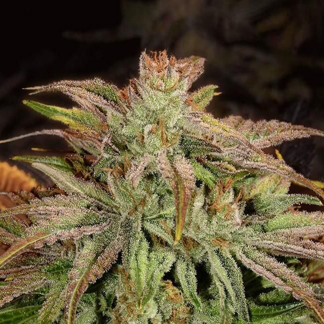 Close-up of a cannabis plant with dense, frosty buds in shades of green, white, and orange-brown against a dark background.