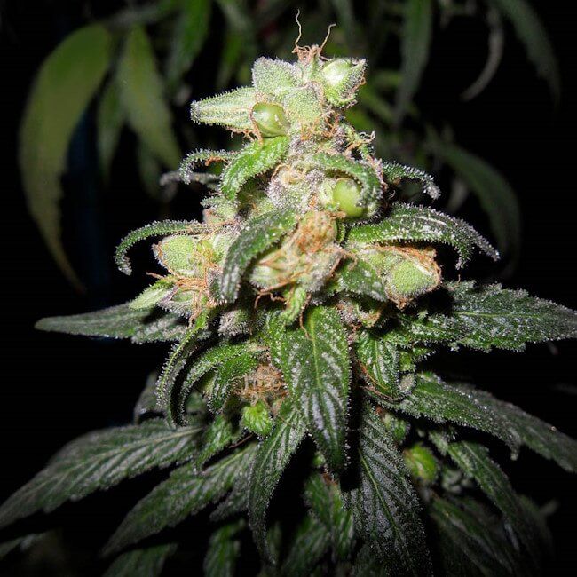 A close-up of a cannabis plant bud with green leaves and frosty white trichomes against a dark background.