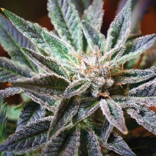 Close-up of a cannabis plant bud covered in frosty white trichomes, with green and purple-toned leaves and visible orange pistils.