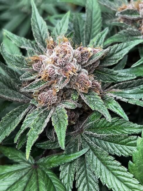 Forbidden Boogie - Mosca Seeds