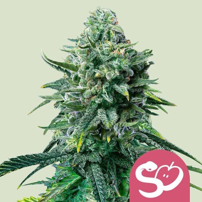 Close-up of a cannabis plant with a pink logo in the corner on a light green background