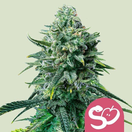 Close-up of a cannabis plant with a pink logo in the corner on a light green background