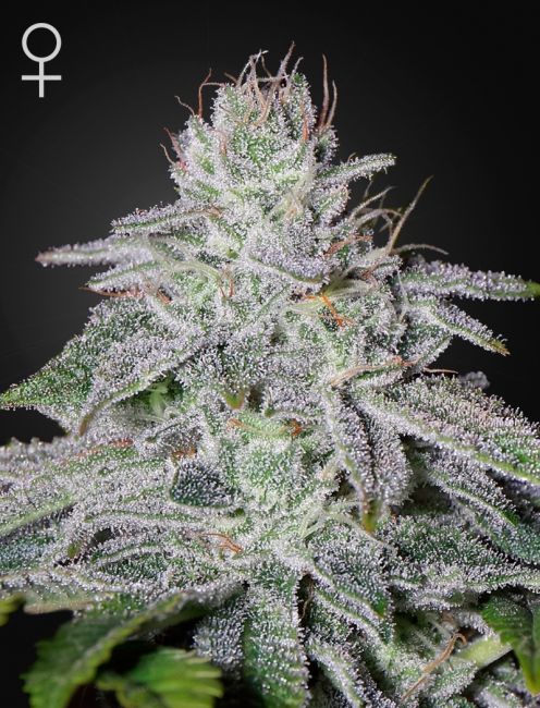 Close-up of a cannabis plant with frost on its leaves against a dark background