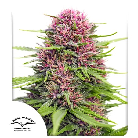 Close-up of a cannabis plant with pink buds on a white background, featuring the Dutch Passion logo.