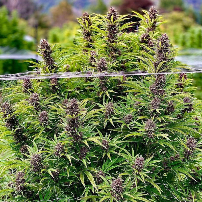 Close-up of cannabis plants with green leaves and purple buds.