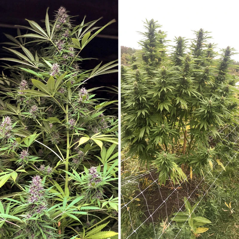 Two images of cannabis plants, one indoors and one outdoors.