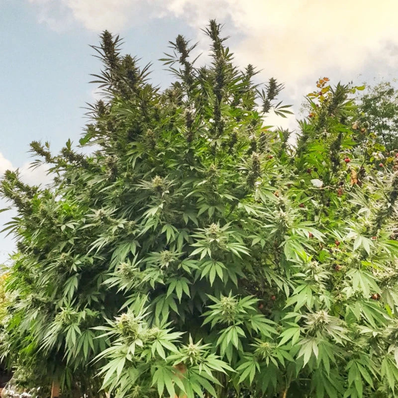 Tall cannabis plant with dense foliage against a blue sky.