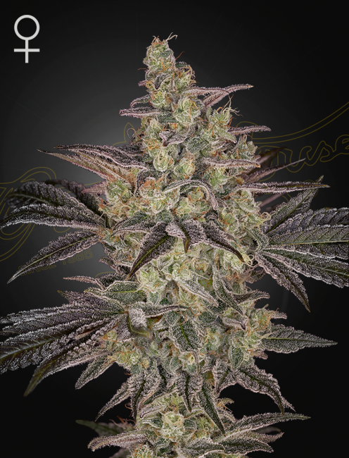 Close-up of a cannabis plant with a dark background