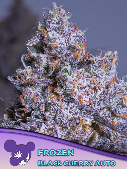 Frozen Black Cherry - Anesia Seeds - 5 Feminized Seeds