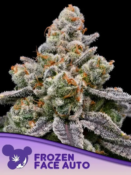 Closeup of a frosty green bud.