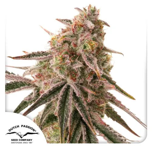Close-up of a cannabis plant with visible trichomes and Dutch Passion logo.