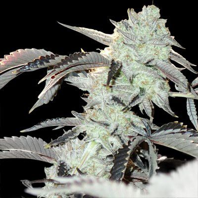 Close-up of a cannabis plant with dark background
