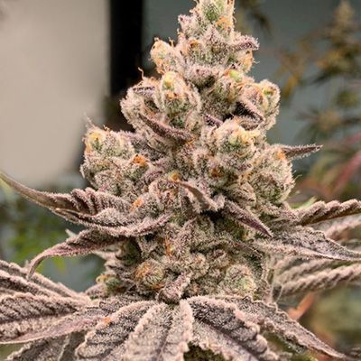 Close-up of a cannabis plant with frosty buds.