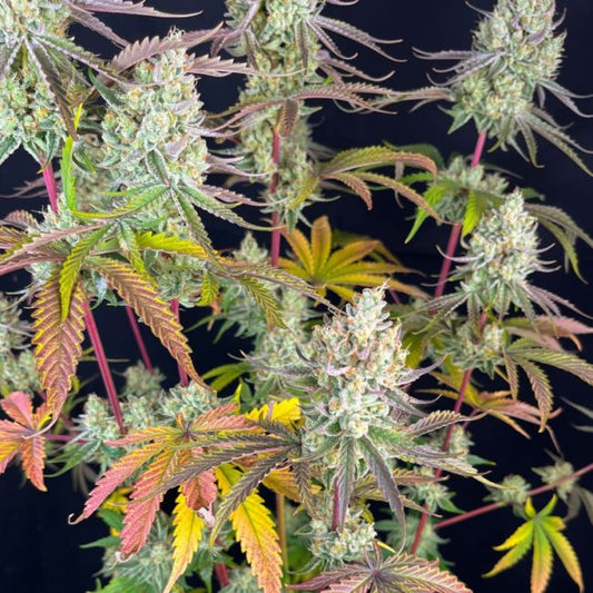 Close-up of cannabis plants with a black background