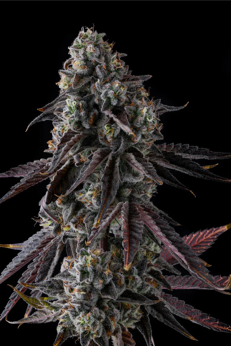 Close-up of a cannabis plant with dark background