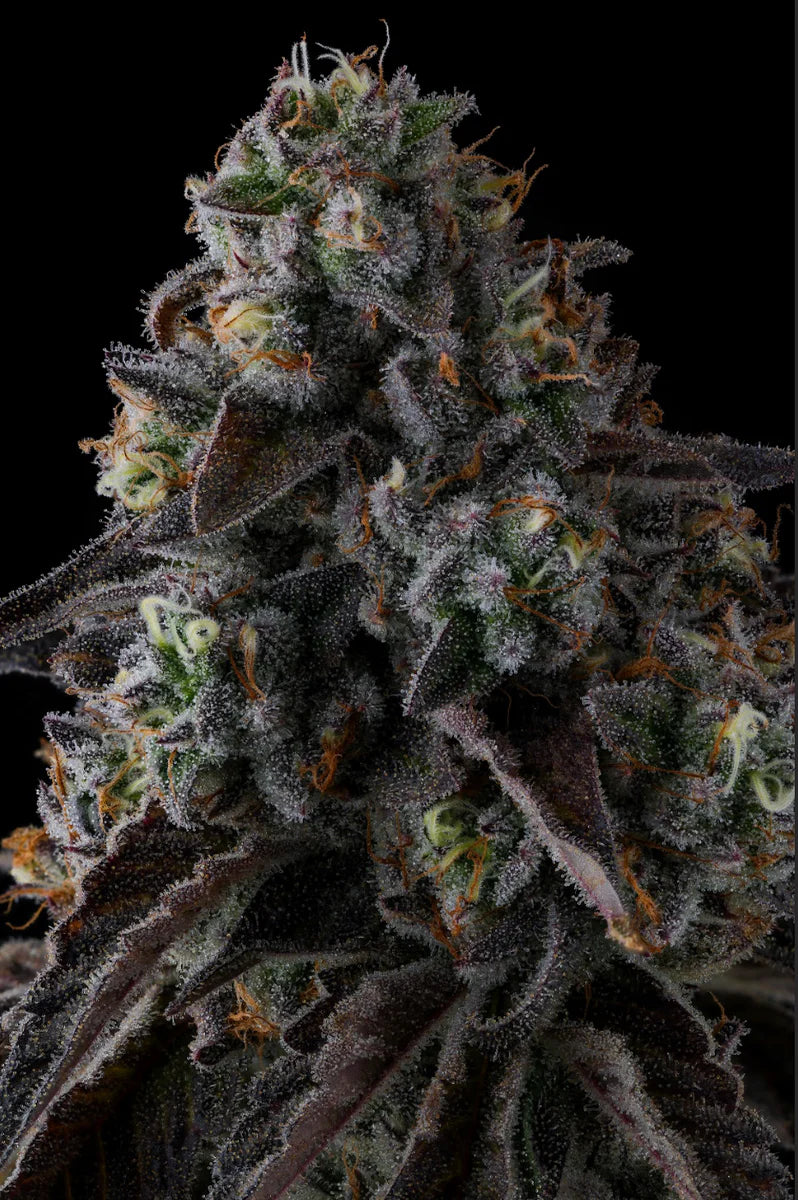 Close-up of a cannabis plant with dark background