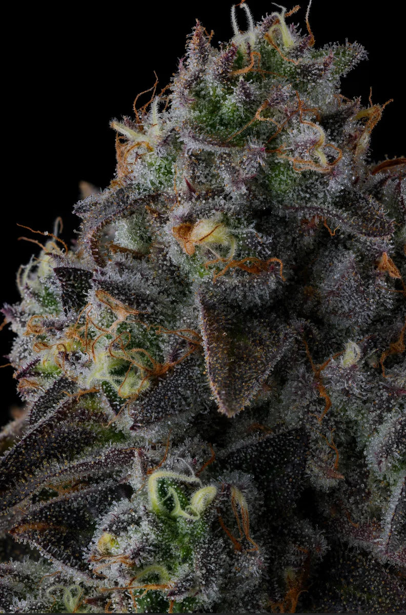 Close-up of a cannabis plant with frost on its leaves against a black background