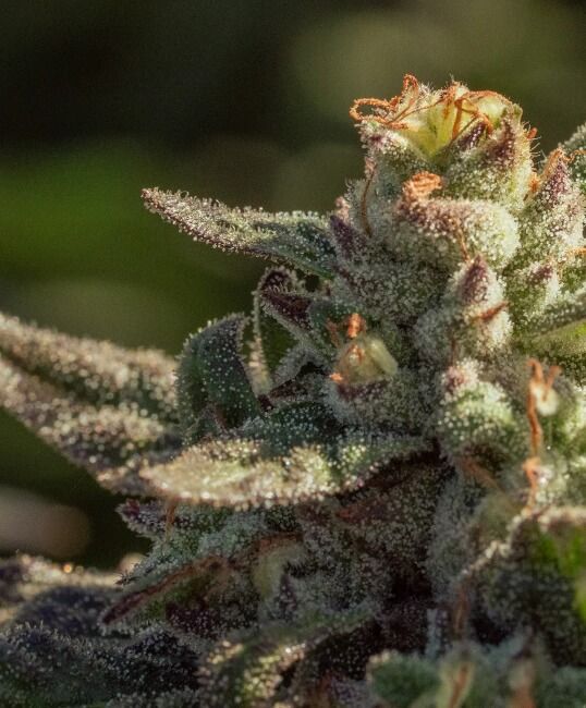 Fuegisima Fast - Atlas Seed