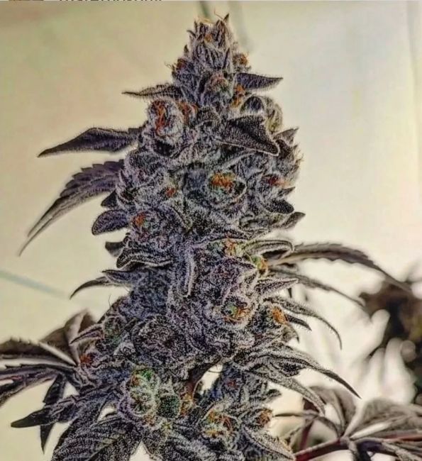 A close-up of a cannabis flower bud covered in frosty trichomes, with purple and blue-gray tones and small orange pistils, set against a pale blurred background.